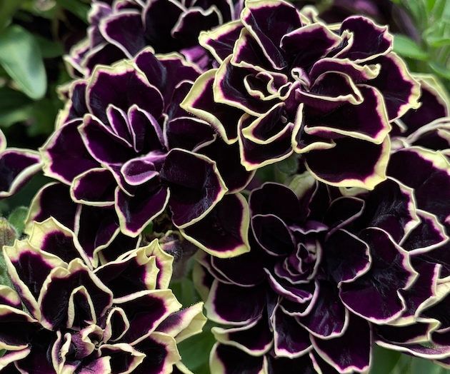 Petunia 'Midnight Gold' Midnight Gold Petunia