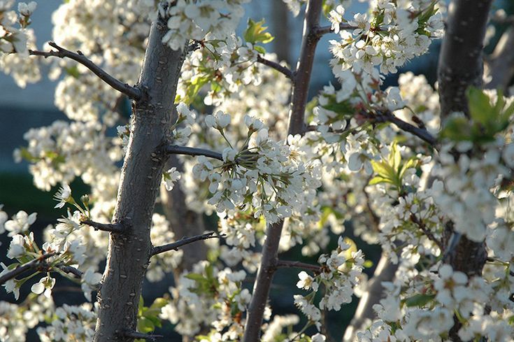 Prunus 'Pembina' Pembina Plum