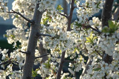 Prunus 'Pembina' Pembina Plum
