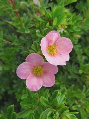Potentilla fruiticosa 'Pink Beauty' Pink Beauty® Potentilla