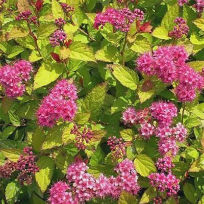 Spirea x bumalda 'Goldflame' Goldflame Spirea
