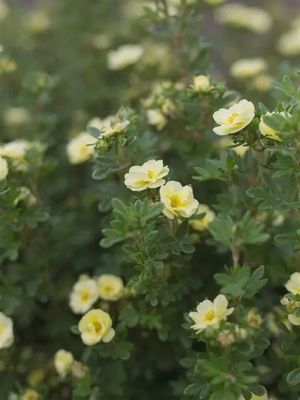 Potentilla fruiticosa 'Summer Dawn' Summer Dawn Potentilla