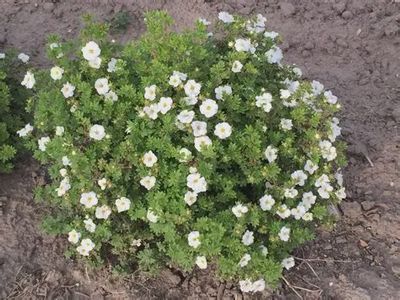 Potentilla fruiticosa 'Morden Snow' Morden Snow Potentilla