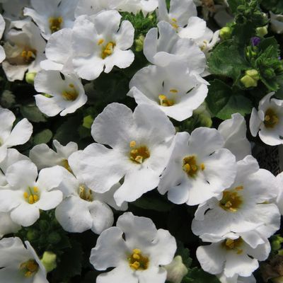 Sutera cordata Snowstorm® 'Snow Globe Improved' Snowstorm® Snow Globe® Improved Bacopa