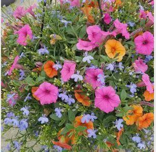 Sun Mix Hanging Basket 14"