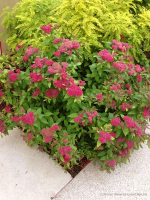 Spirea japonica 'Double Play Red' Double Play Spirea