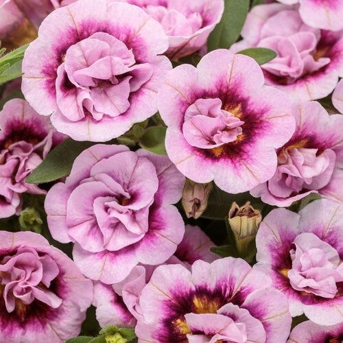 Calibrachoa Superbells® 'Double Smitten Pink' Superbells® Double Smitten Pink™ Calibrachoa