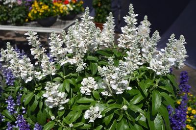Salvia farinacca Unplugged® 'White' Unplugged® White Mealycup Sage