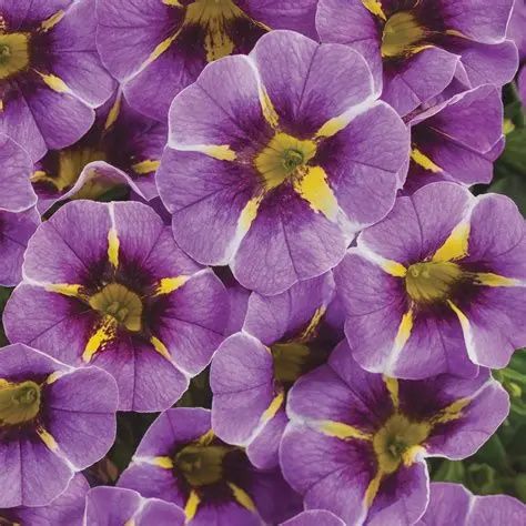 Calibrachoa Superbells® 'Evening Stars'  Superbells® Evening Star™ Calibrachoa