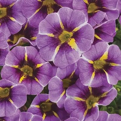 Calibrachoa Superbells® 'Evening Stars'  Superbells® Evening Star™ Calibrachoa