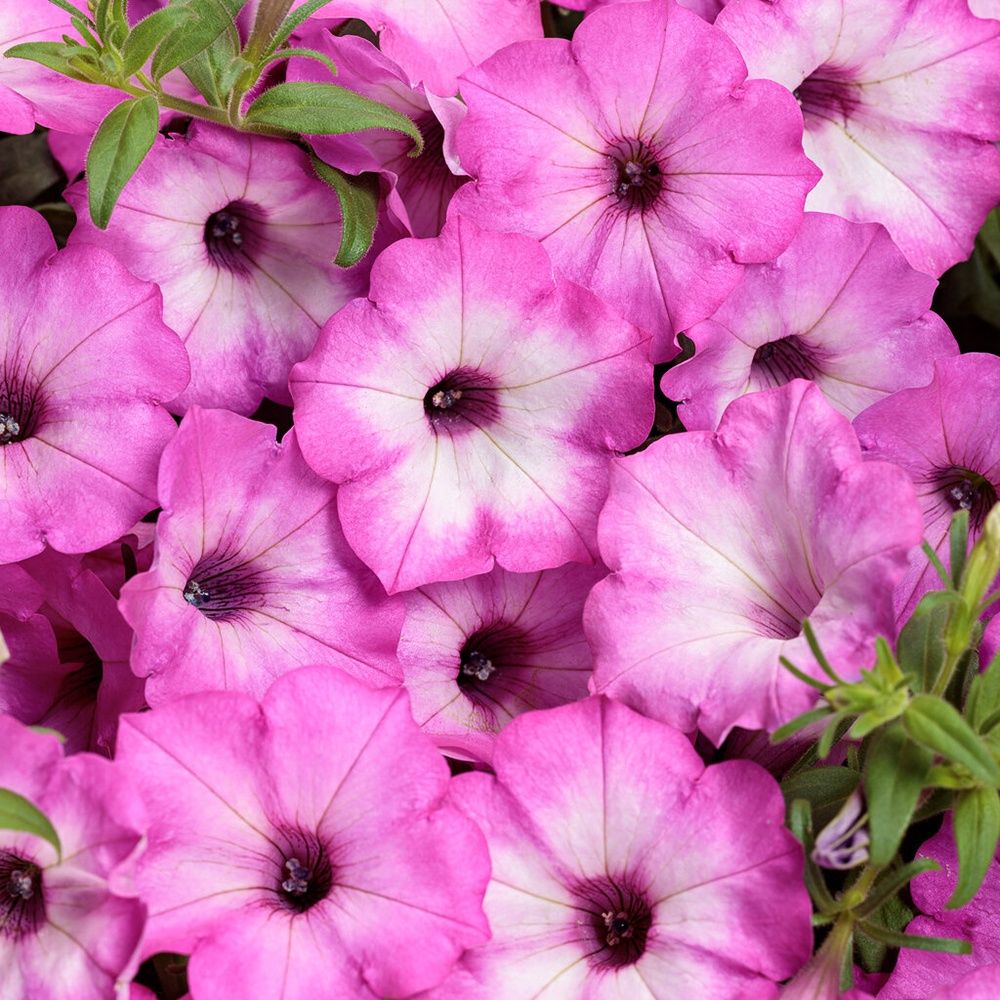 Petunia Supertunia Tiara® 'PEHY0083' Supertunia Tiara® Pink