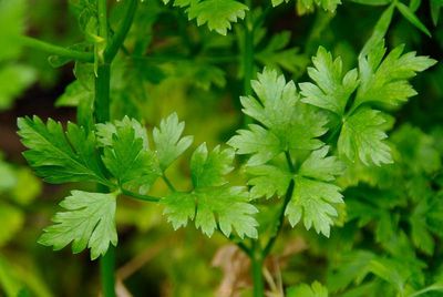 Petroselinum crispum neopolitanum Italian Parsley