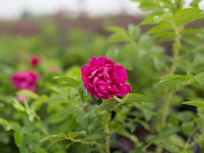 Rosa x 'Scarlet Pavement' Scarlet Pavement Rose