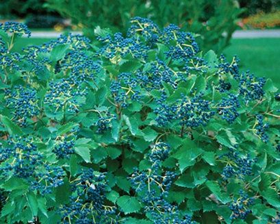Viburnum dentatum 'Christom' Blue Muffin™ Arrowwood