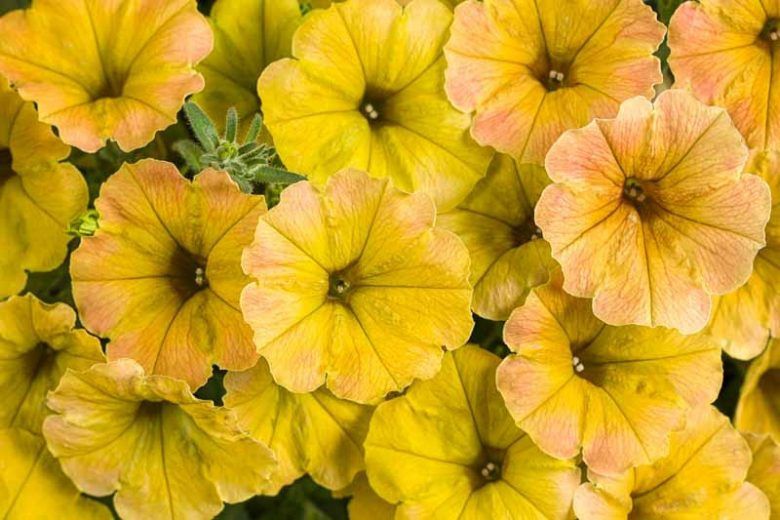Petunia Supertunia® 'DCAS303' Supertunia® Honey™