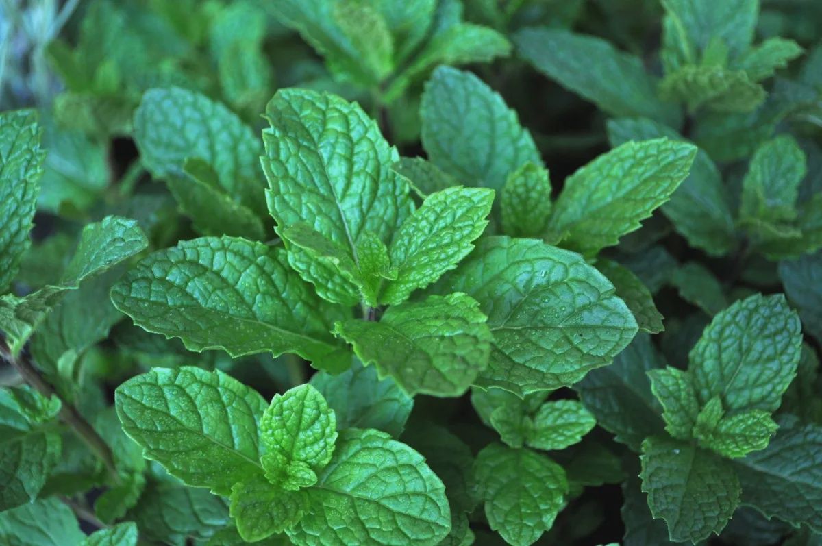 Mentha spicata 'Kentucky' Kentucky Colonel Spearmint