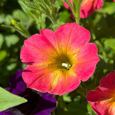 Petunia Supertunia® 'WNPETSTPER23' Supertunia® Persimmon