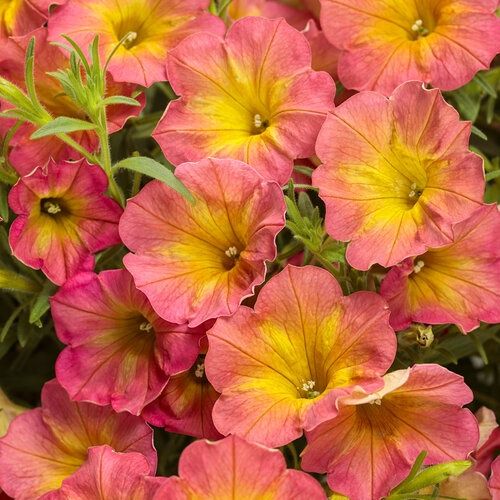 Petunia Supertunia® 'WNPETSTPER23' Supertunia® Persimmon