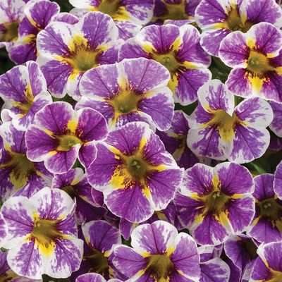 Superbells® Holy Smokes!® Calibrachoa - Calibrachoa Superbells® 'Holy Smokes!'
