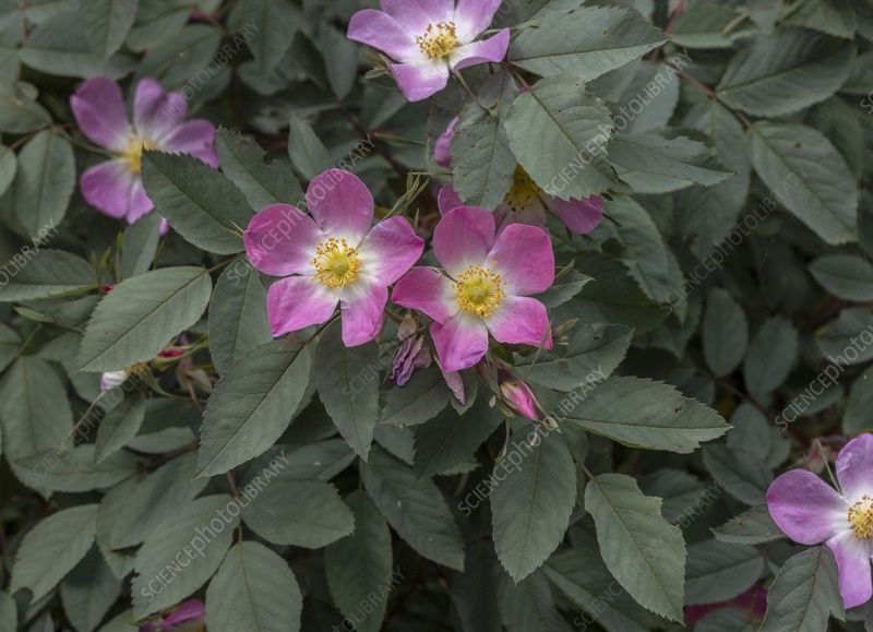 Rosa glauca Redleaf Rose