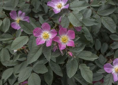 Rosa glauca Redleaf Rose