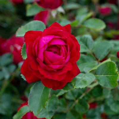 Rosa x 'AAC756' Canadian Shield® Rose