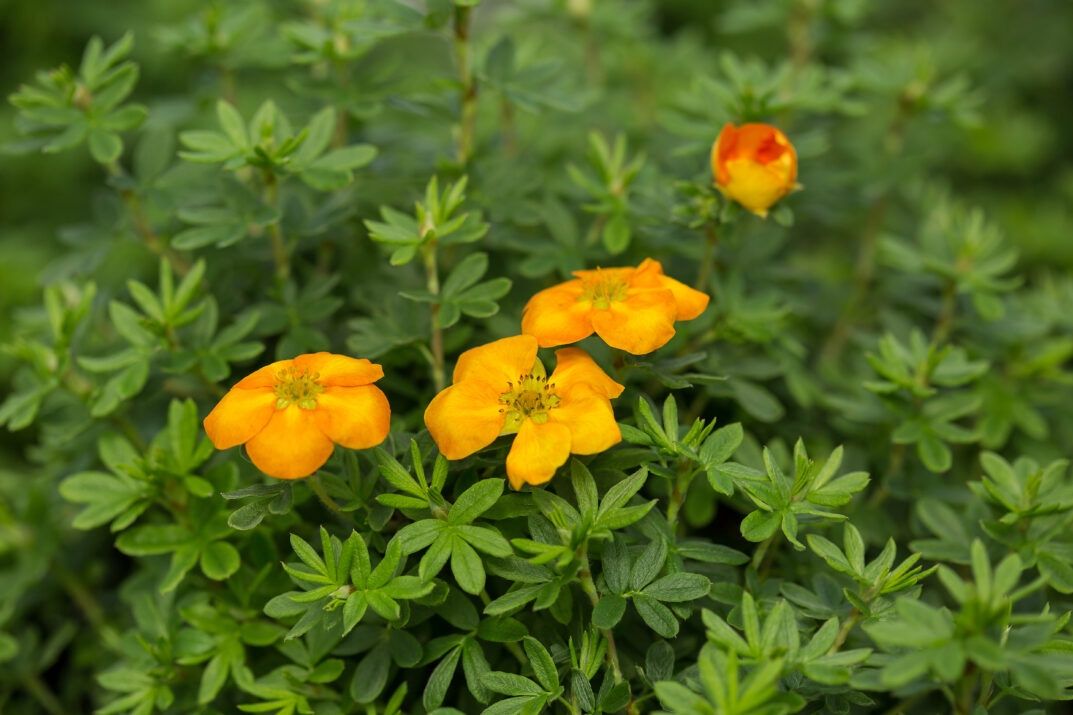 Potentilla fruiticosa 'Jefman' Mandarin Tango® Potentilla