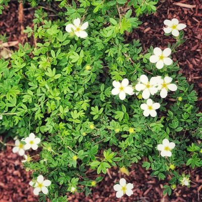 Potentilla fruiticosa 'Abbotswood' Abbotswood Potentilla