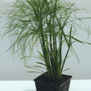 Cyperus papyrus 'Prince Tut' Prince Tut™ Grass