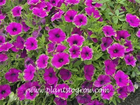 Petunia Supertunia® 'DCASPITAYA'  Supertunia® Picasso in Purple®