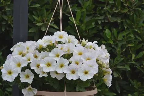 Petchoa hybird SuperCal® 'Premium Pearl White'  SuperCal® Premium Pearl White Petchoa