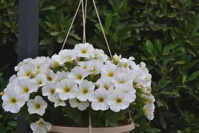 Petchoa hybird SuperCal® 'Premium Pearl White'  SuperCal® Premium Pearl White Petchoa