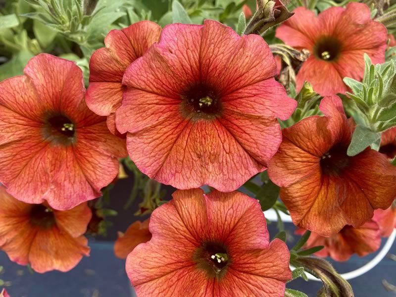 Petchoa  hybird SuperCal® 'Premium Cinnamon' SuperCal® Premium Cinnamon Petchoa