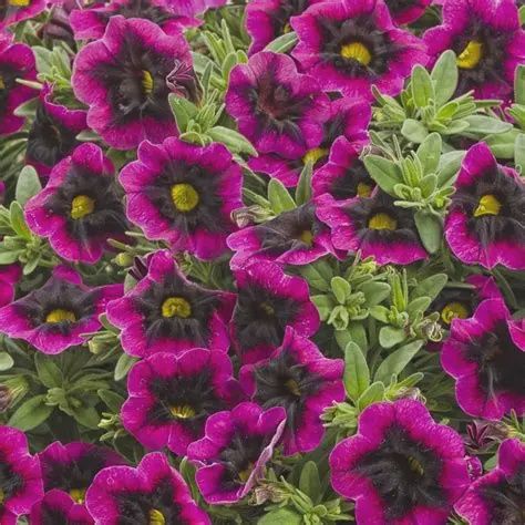 Calibrachoa Superbells® 'Blackcurrant Punch' Superbells® Blackcurrant Punch™ Calibrachoa