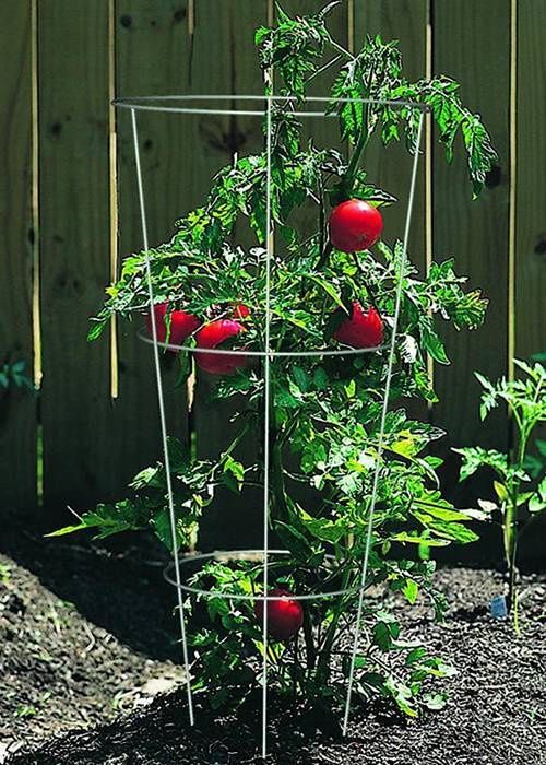 Tomato Cages