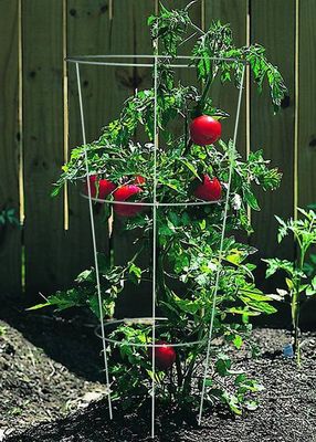 Tomato Cages