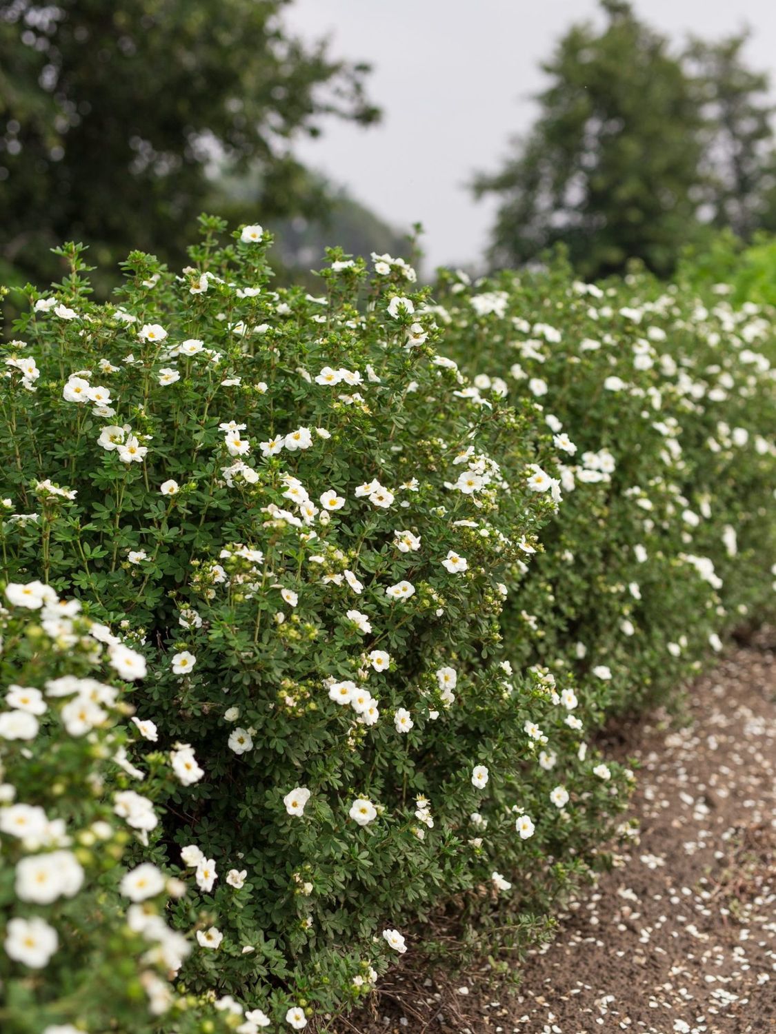 Potentilla fruiticosa 'Bailbrule' Creme Brule Potentilla