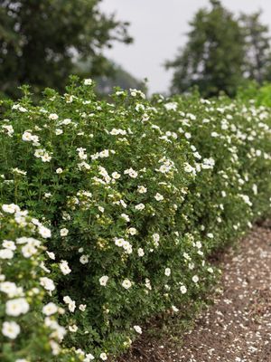 Potentilla fruiticosa 'Bailbrule' Creme Brule Potentilla
