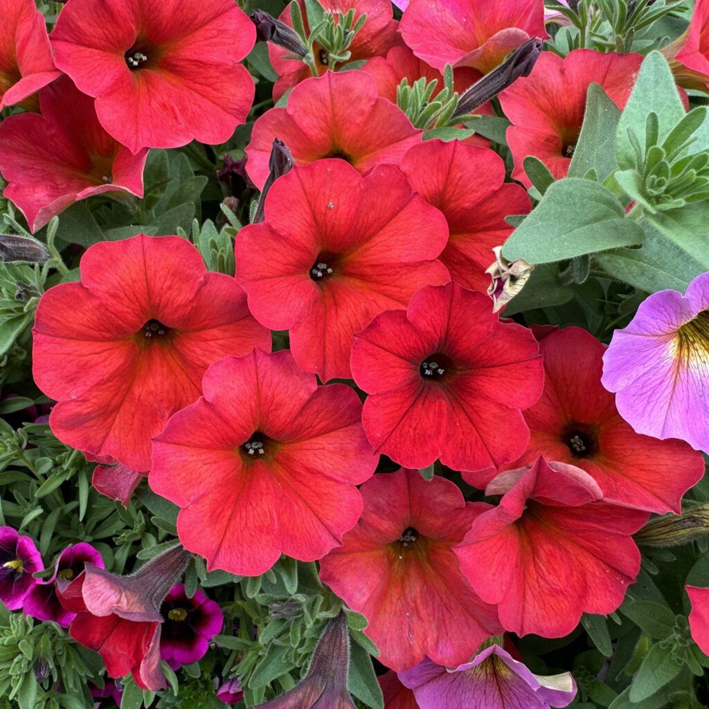 Petchoa hybird SuperCal® 'Premium Red Maple' SuperCal®  Premium Red Maple Petchoa