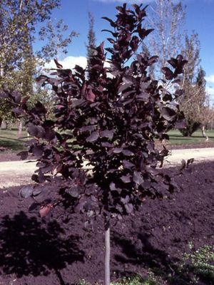 Prunus virginiana 'Spur Schubert' Spur Schubert Cherry