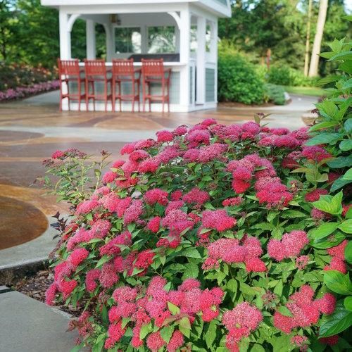 Spirea x 'NCSX2' Double Play Doozie® Spirea