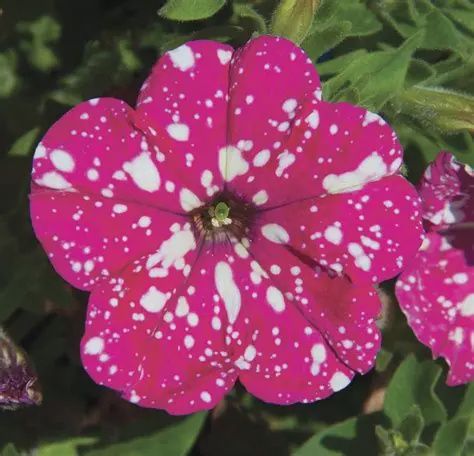 Petunia Headliner™ 'Pink Sky'  Headliner™ Pink Sky Petunia