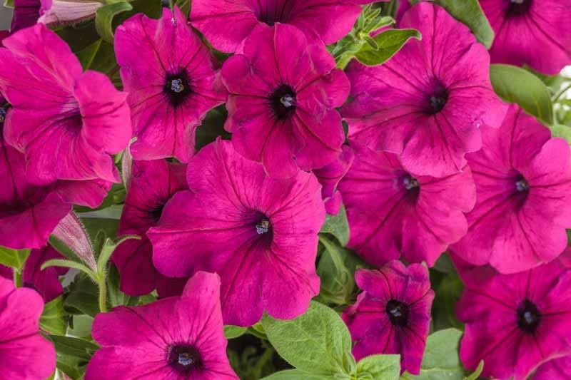 Petunia Supertunia® 'INPETROTMA' Supertunia® Royal Magenta®