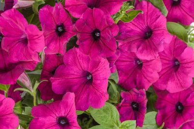 Petunia Supertunia® 'INPETROTMA' Supertunia® Royal Magenta®