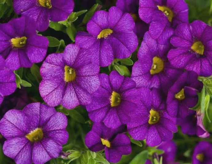 Calibrachoa Superbells® 'Double Blue' Superbells® Double Blue Calibrachoa