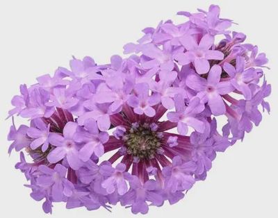 Verbena Cake Pops® 'Purple' Cake Pops® Purple Tuberous Verbenia