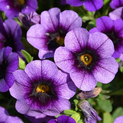 Calibrachoa  Superbells® 'Grape Punch' Superbells® Grape Punch™ Calibrachoa