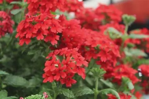 Verbena Firehouse™ 'Red' Firehouse™ Red Verbena