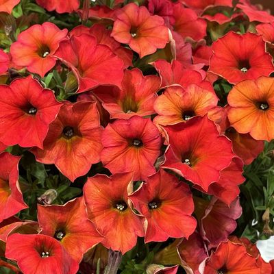 Petchoa hybird SuperCal® 'Premium Red Maple'  SuperCal® Premium Red Maple Petchoa