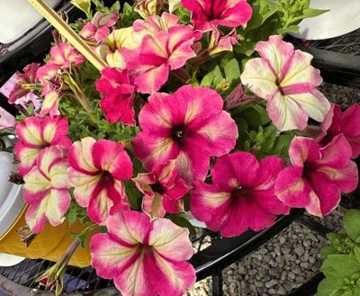 Petunia 'Shake Raspberry' Shake™ Raspberry Petunia